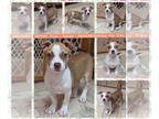 American Pit Bull Terrier Mix DOG FOR ADOPTION RGADN-1377821 - PAYTON - Pit Bull