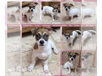 American Pit Bull Terrier-Dachshund Mix DOG FOR ADOPTION RGADN-1377822 -