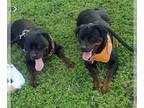Rottweiler DOG FOR ADOPTION RGADN-1377824 - Maximus & Saphira - Rottweiler