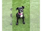 American Pit Bull Terrier Mix DOG FOR ADOPTION RGADN-1377827 - Bella Swan - Pit