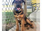 German Shepherd Dog-Saint Bernard Mix DOG FOR ADOPTION RGADN-1377829 - Luke: Not