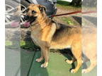 German Shepherd Dog DOG FOR ADOPTION RGADN-1377831 - Milea: Not at shelter -