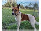 German Shepherd Dog Mix DOG FOR ADOPTION RGADN-1377878 - CASHEW - German