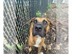 Mastiff Mix DOG FOR ADOPTION RGADN-1377885 - Marley - Mastiff / Mixed Dog For