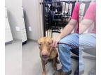 Staffordshire Bull Terrier DOG FOR ADOPTION RGADN-1377887 - Calypso -
