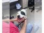 American Staffordshire Terrier DOG FOR ADOPTION RGADN-1377890 - Lilah - American