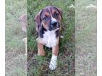 American Pit Bull Terrier Mix DOG FOR ADOPTION RGADN-1377959 - Andrew - American