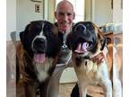 Saint Bernard DOG FOR ADOPTION RGADN-1377984 - Bear and Bunny - Saint Bernard