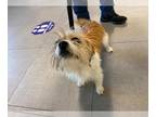 Cairn Terrier Mix DOG FOR ADOPTION RGADN-1377996 - MATEO - Cairn Terrier / Mixed
