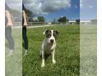 Catahoula Leopard Dog DOG FOR ADOPTION RGADN-1378015 - HEMI - Catahoula Leopard