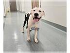 Staffordshire Bull Terrier DOG FOR ADOPTION RGADN-1378032 - PETE - Staffordshire