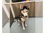 Mix DOG FOR ADOPTION RGADN-1378033 - STEPHEN - Husky (medium coat) Dog For