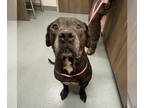 Mastiff DOG FOR ADOPTION RGADN-1378034 - CESAR - Mastiff (medium coat) Dog For