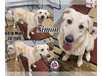 German Shepherd Dog-Great Pyrenees Mix DOG FOR ADOPTION RGADN-1378050 - Simon -