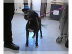 Mastiff Mix DOG FOR ADOPTION RGADN-1378090 - TUESDAY - Mastiff / Mixed (medium