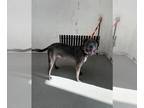 American Pit Bull Terrier-Weimaraner Mix DOG FOR ADOPTION RGADN-1378092 - OBITO