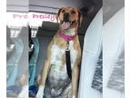 Labrador Retriever Mix DOG FOR ADOPTION RGADN-1378125 - Presley - Labrador