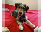 Airedale Terrier DOG FOR ADOPTION RGADN-1378136 - Luna - Airedale Terrier