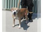 Golden Retriever Mix DOG FOR ADOPTION RGADN-1378157 - CHAMP - Golden Retriever /