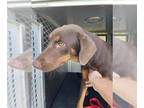 Doberman Pinscher Mix DOG FOR ADOPTION RGADN-1378166 - RAVEN - Doberman Pinscher