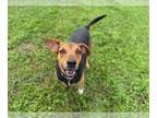 Black and Tan Coonhound DOG FOR ADOPTION RGADN-1378206 - SLIM - Black and Tan