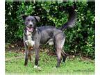 Huskies Mix DOG FOR ADOPTION RGADN-1378207 - REIGN - Husky / Mixed (medium coat)