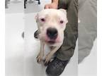 American Pit Bull Terrier Mix DOG FOR ADOPTION RGADN-1378209 - A072869 - Pit
