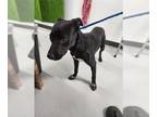 Border Collie DOG FOR ADOPTION RGADN-1378215 - PIPER - Border Collie (medium