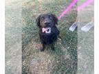Australian Shepherd Mix DOG FOR ADOPTION RGADN-1378228 - BRINLEY - Australian