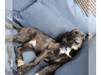 Airedale Terrier Mix DOG FOR ADOPTION RGADN-1378234 - Nessie - Airedale Terrier