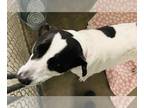 Pointer Mix DOG FOR ADOPTION RGADN-1378248 - WILLOW - Pointer / Mixed (medium