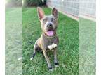 American Staffordshire Terrier DOG FOR ADOPTION RGADN-1378307 - LAVENDER