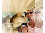 Labrador Retriever Mix DOG FOR ADOPTION RGADN-1378317 - Buddy - Labrador