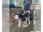 Siberian Husky DOG FOR ADOPTION RGADN-1378326 - Kodak - Siberian Husky (short