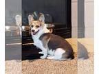 Mix DOG FOR ADOPTION RGADN-1378357 - Josephine - Welsh Corgi Dog For Adoption