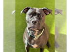 Boxer Mix DOG FOR ADOPTION RGADN-1378363 - LADY (COURTESY POST) - Boxer / Mixed