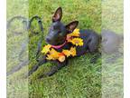 Thai Ridgeback Mix DOG FOR ADOPTION RGADN-1378364 - Mabel - Thai Ridgeback /