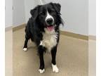Collie Mix DOG FOR ADOPTION RGADN-1378371 - Domino - Collie / Mixed (medium