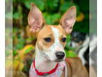 Rat Terrier DOG FOR ADOPTION RGADN-1378373 - Stella (VA) - Rat Terrier (short