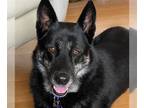 German Shepherd Dog Mix DOG FOR ADOPTION RGADN-1378376 - SINTA - Australian