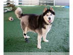 Siberian Husky DOG FOR ADOPTION RGADN-1378381 - MOTO - Siberian Husky (medium