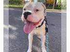 Boxer Mix DOG FOR ADOPTION RGADN-1378427 - JUPITER - Boxer / Mixed (medium coat)