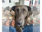 Golden Retriever Mix DOG FOR ADOPTION RGADN-1378481 - Moshi - Courtesy Post -
