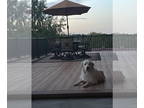 Great Pyrenees DOG FOR ADOPTION RGADN-1378519 - Holiday - Great Pyrenees Dog For