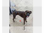 Boxer DOG FOR ADOPTION RGADN-1378523 - Daisy VII - Boxer Dog For Adoption