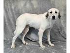 Great Pyrenees Mix DOG FOR ADOPTION RGADN-1378526 - Enchantress - Great Pyrenees
