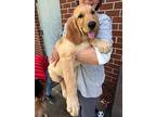 Apollo, Golden Retriever For Adoption In Port Washington, New York