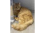 Montague, Domestic Longhair For Adoption In Satellite Beach, Florida