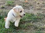 Jaclyn, Westie, West Highland White Terrier For Adoption In Studio City