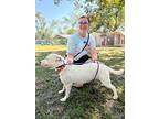 Mother Goose Ark, American Pit Bull Terrier For Adoption In Provo, Utah